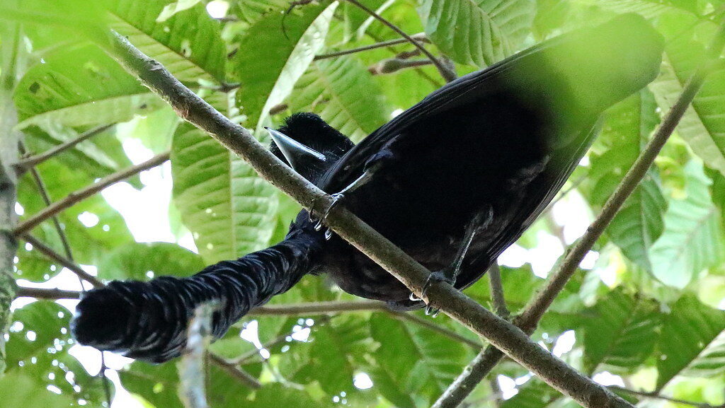Long-wattled Umbrellabird with wattle hanging down from overhead branch