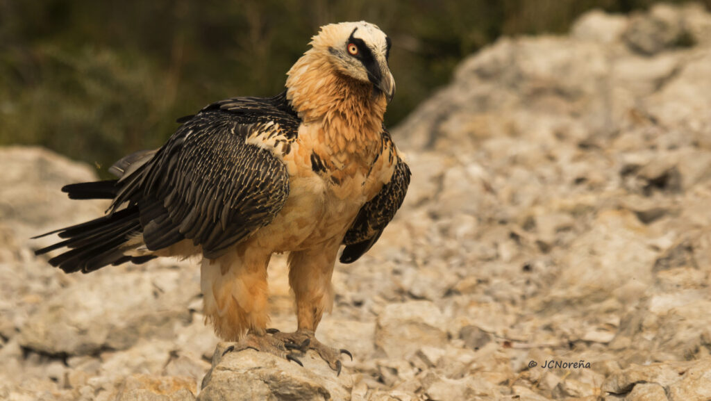 Bearded Vulture standing on rocky terrain with orange-stained feathers