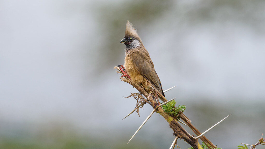 Mousebird on a thorny branch