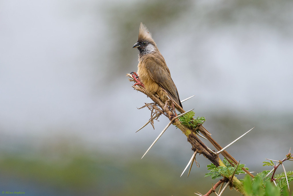 Mousebird on a branch