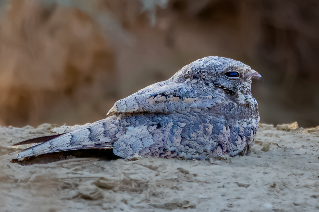 A nightjar with pale, mottled plumage and bright blue eyes rests on the ground.