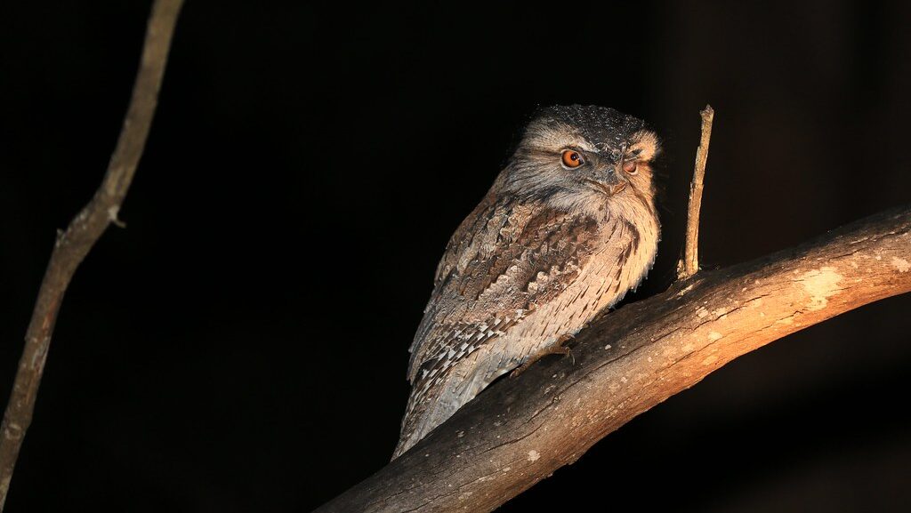 Tawny Frogmouth perched motionless on a branch at night