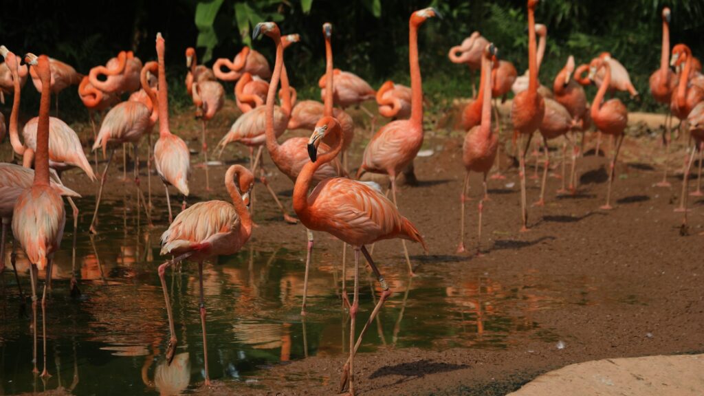 Group of flamingos standing together on wet ground