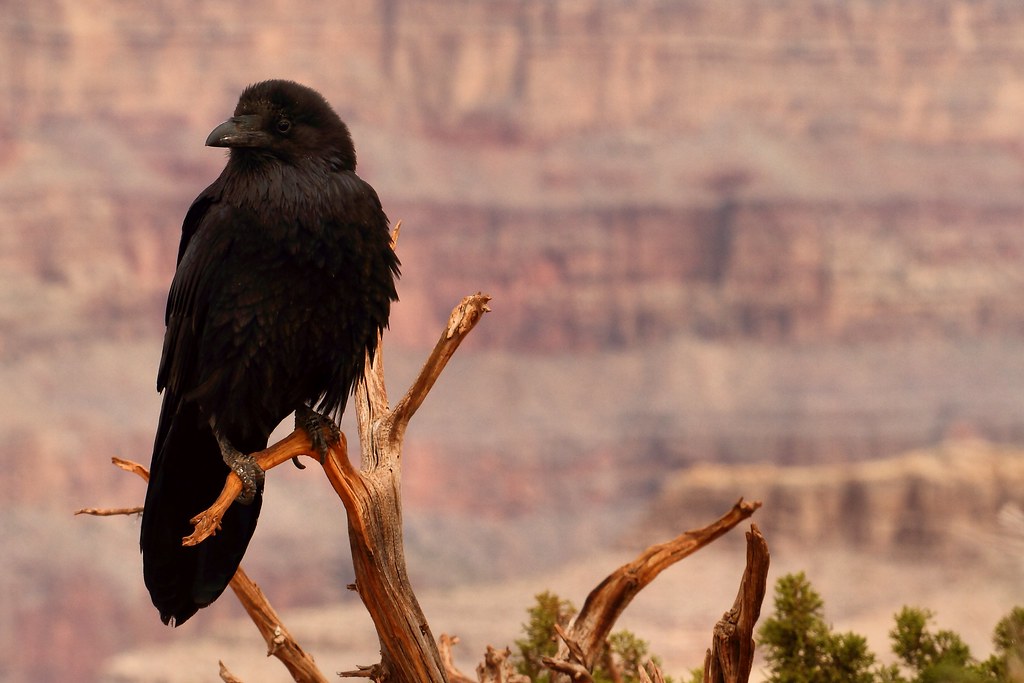 A Common Raven is perched on a tree branch.
