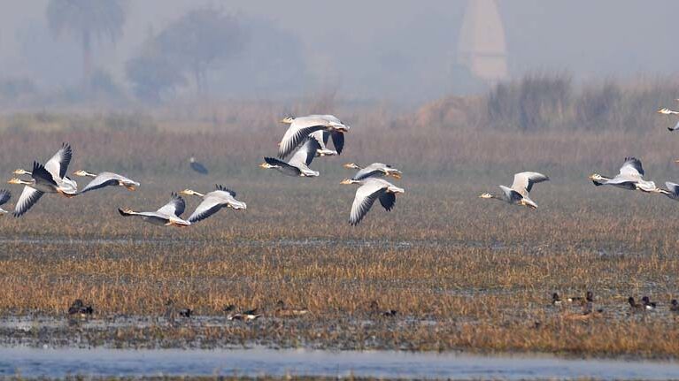 Bar-headed geese flying over a marshy field.