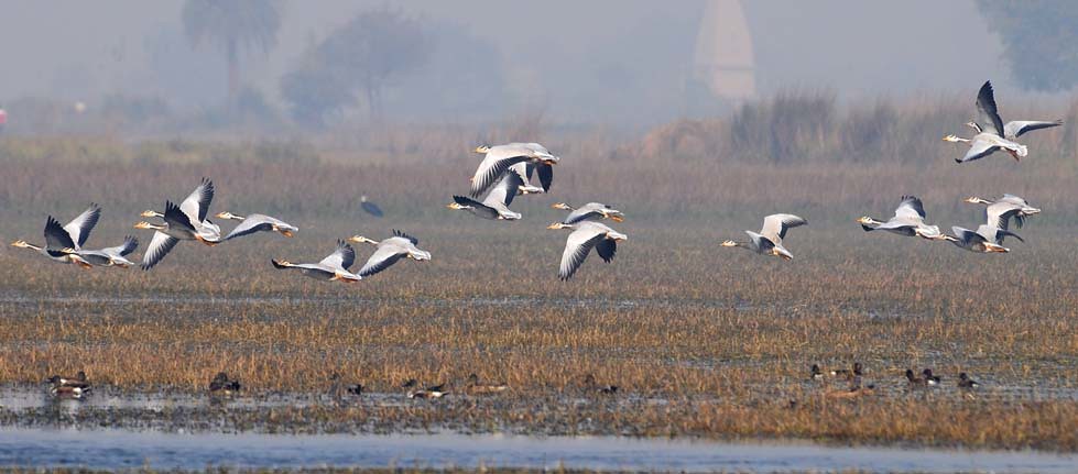 Bar-headed geese flying over a marshy field.