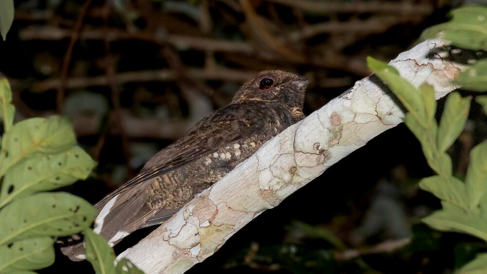 Nightjar perched on a branch at night with foliage overhead