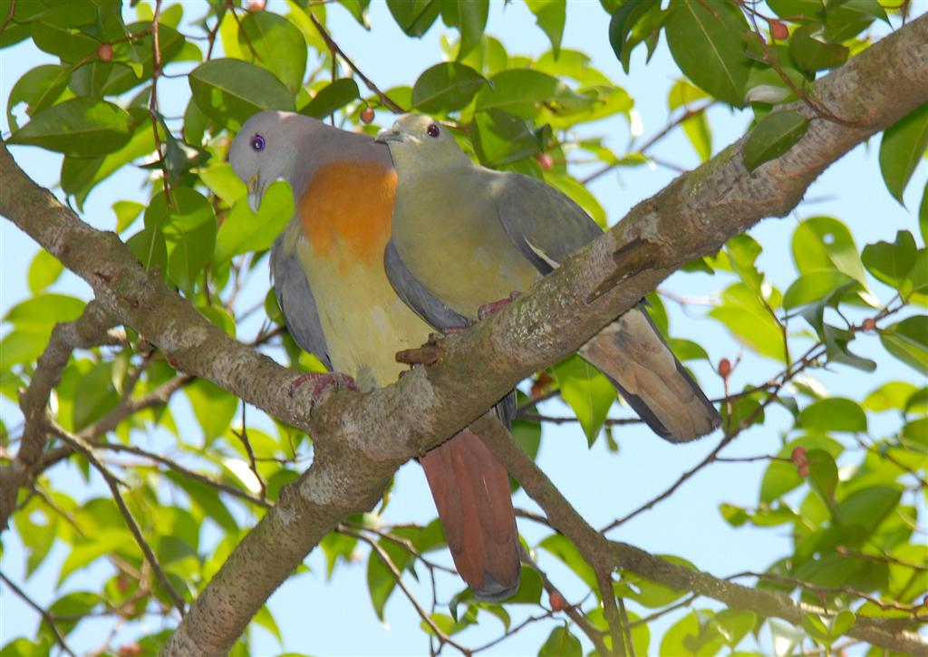 Two Pink-necked green pigeons are perched on a branch.