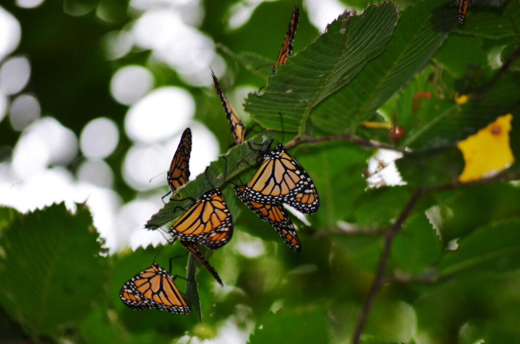 Monarch butterflies are seen on green leaves.