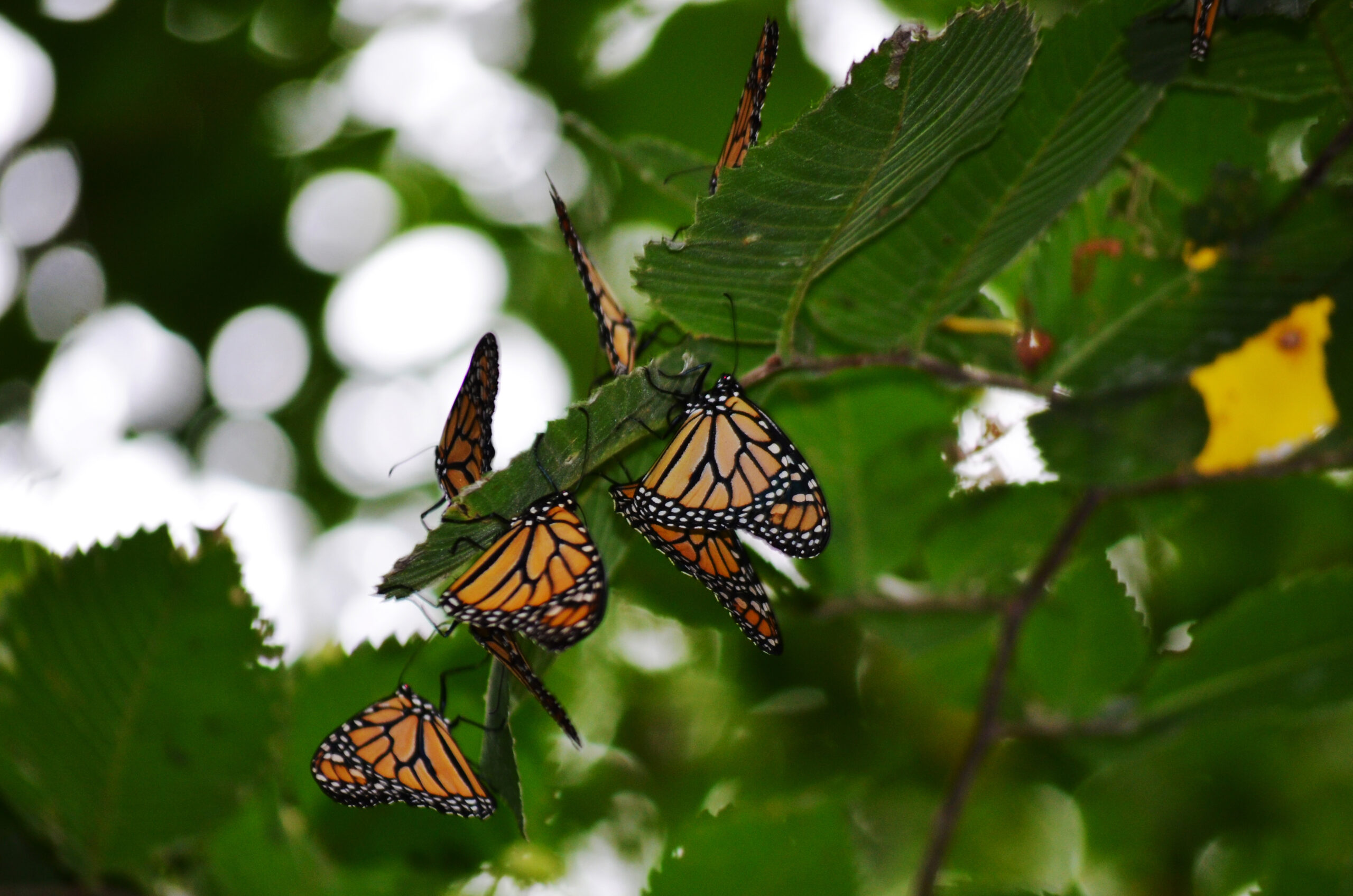 Monarch butterflies are seen on green leaves.