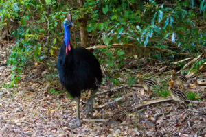 A Southern Cassowary walks with its chicks in a forest setting.