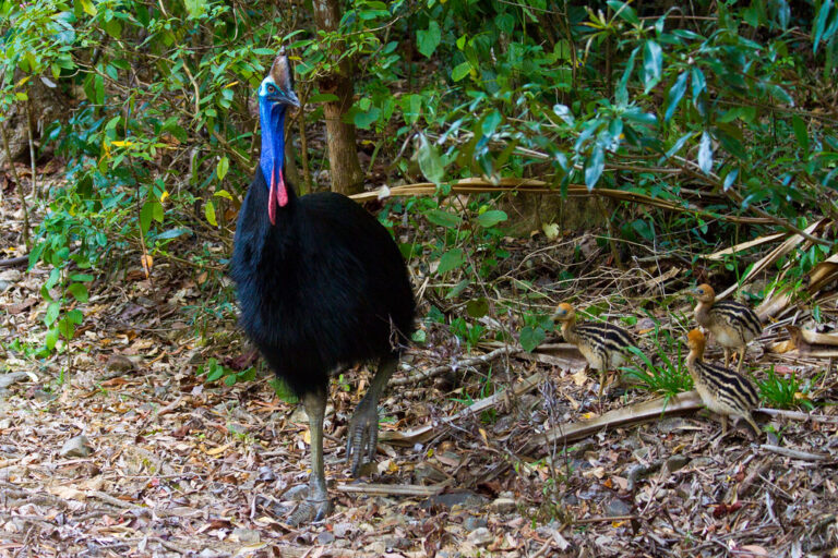 A Southern Cassowary walks with its chicks in a forest setting.