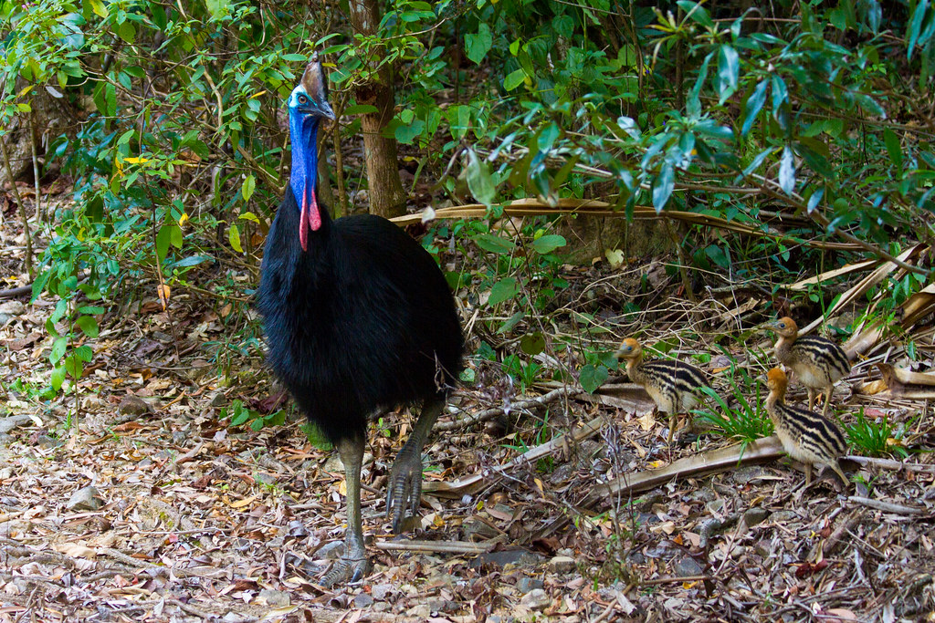 A Southern Cassowary walks with its chicks in a forest setting.