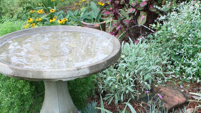 Garden bird bath surrounded by plants