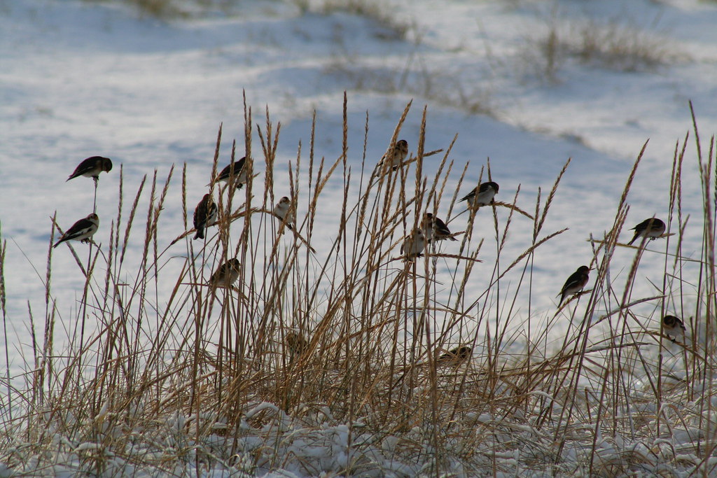 Snow Buntings perched on dry grass in a snowy field.