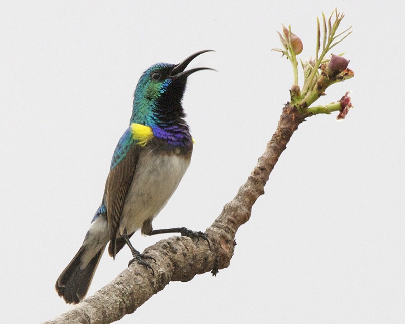 A White-bellied sunbird with colorful plumage perches on a branch.