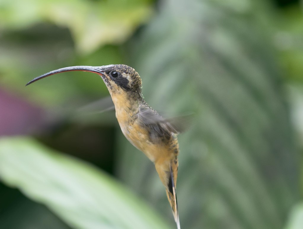 A Tawny-bellied Hermit hummingbird with a long, curved bill.
