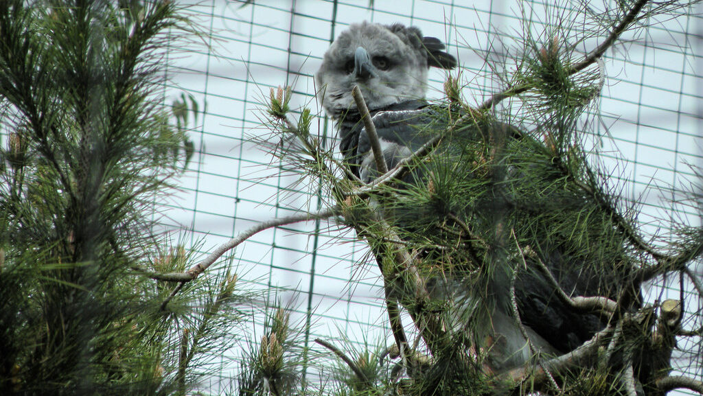 Harpy Eagle perched on a branch, partially hidden by foliage in a wildlife enclosure