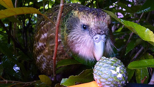 Kakapo gazing at a fruit surrounded by dense foliage