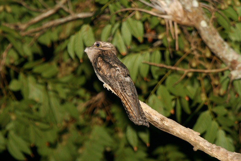 A Northern Potoo perched on a branch.