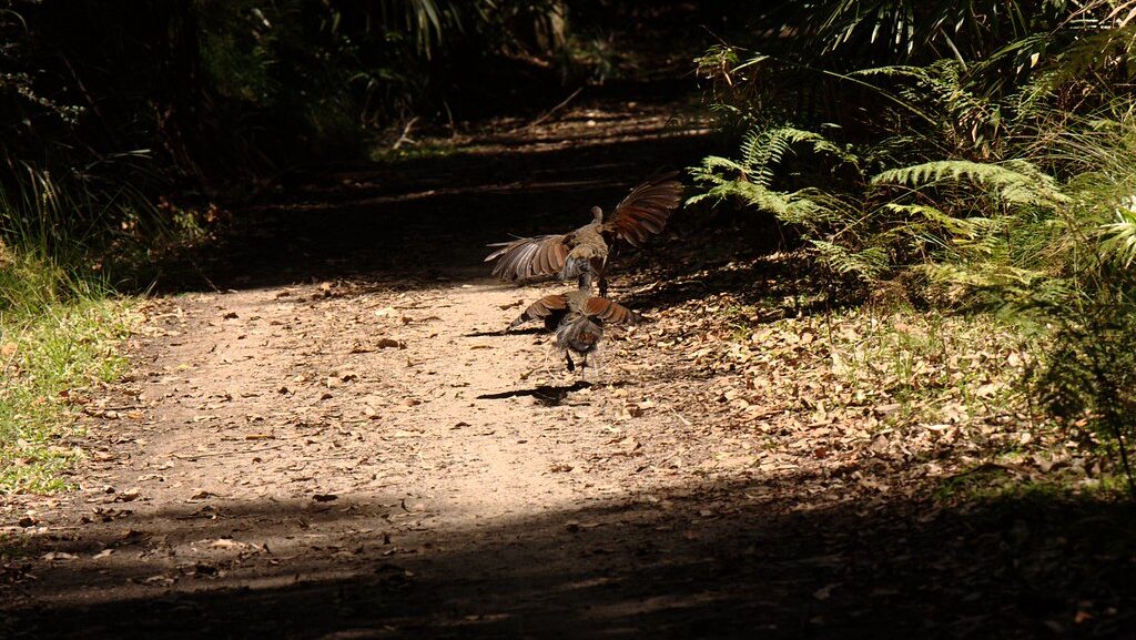 Two lyrebirds running through the forest floor, engaging in a chase