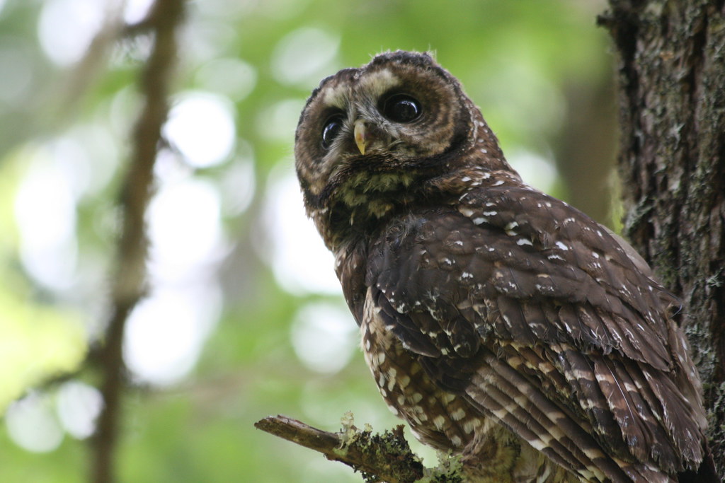 A Northern Spotted Owl perches on a mossy branch.