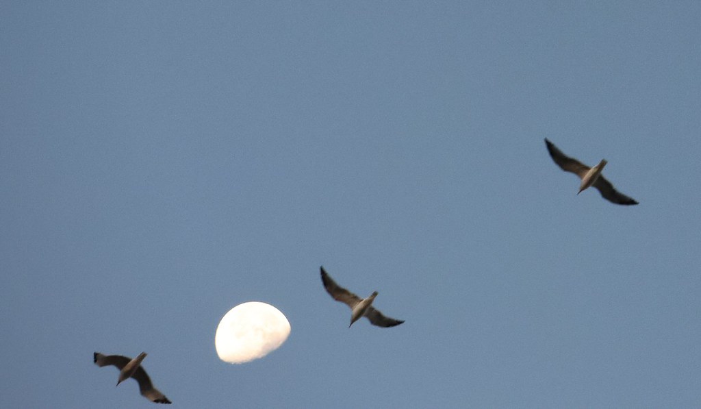 Gulls fly near the moon.