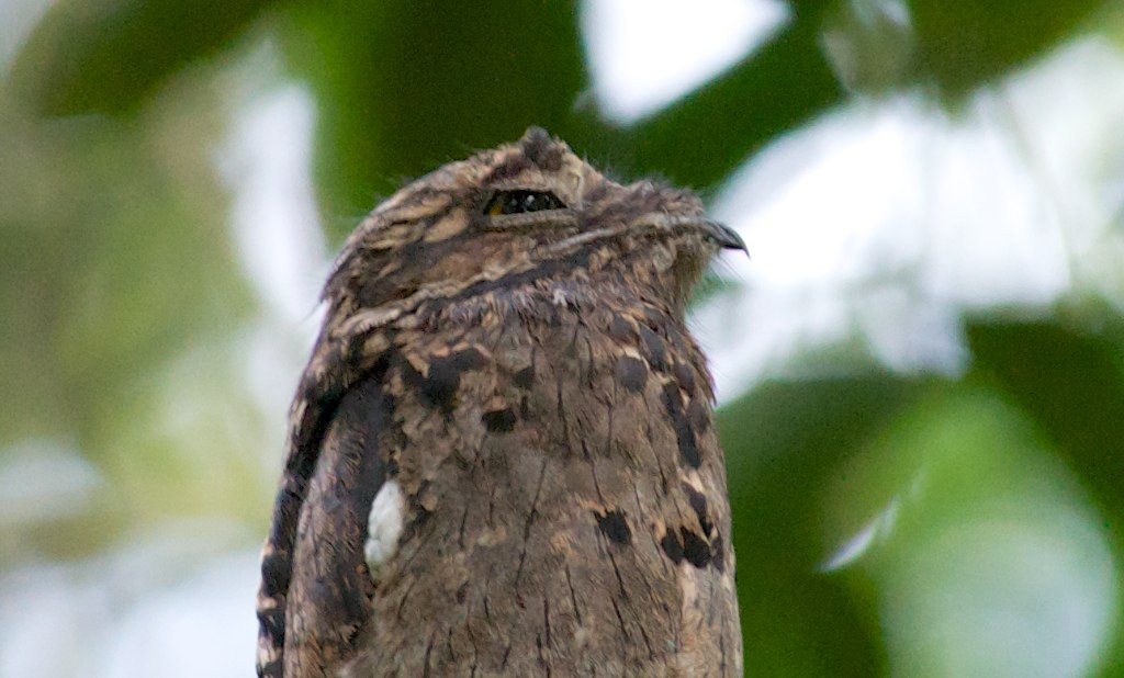 A Common Potoo's camouflaged head and body are visible.