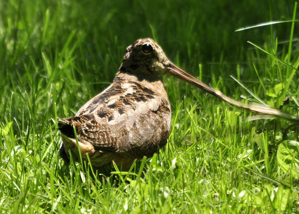 An American Woodcock stands in green grass.