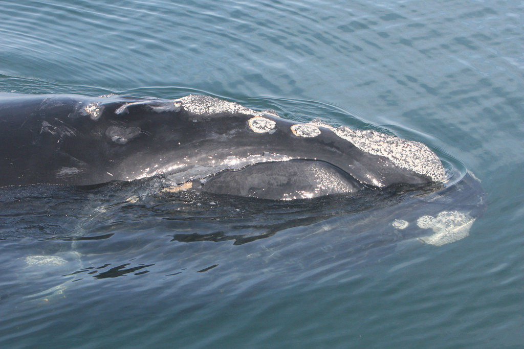 A North Atlantic Right Whale swims, its head visible above the water's surface.