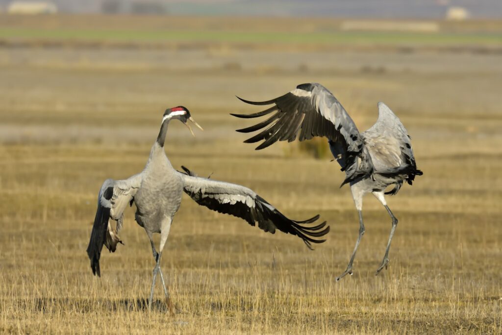 Two common cranes with outstretched wings.
