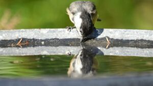 Bird perched on the edge of a bird bath drinking water
