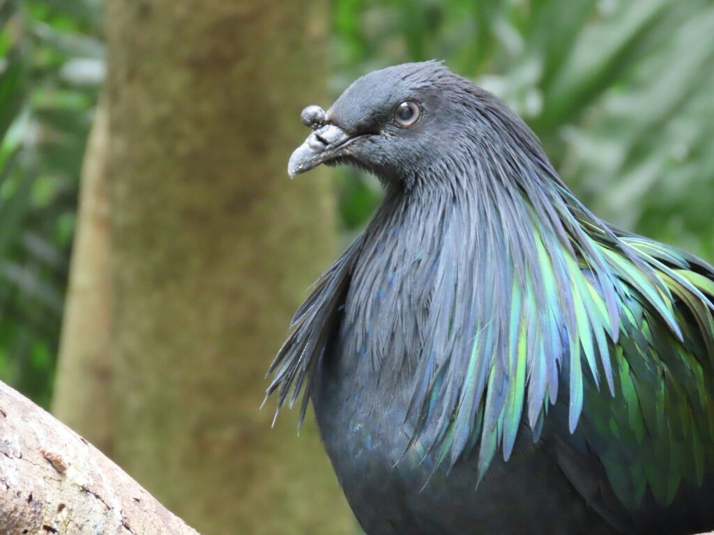 A Nicobar pigeon with dark blue-green plumage is shown in a close-up profile.