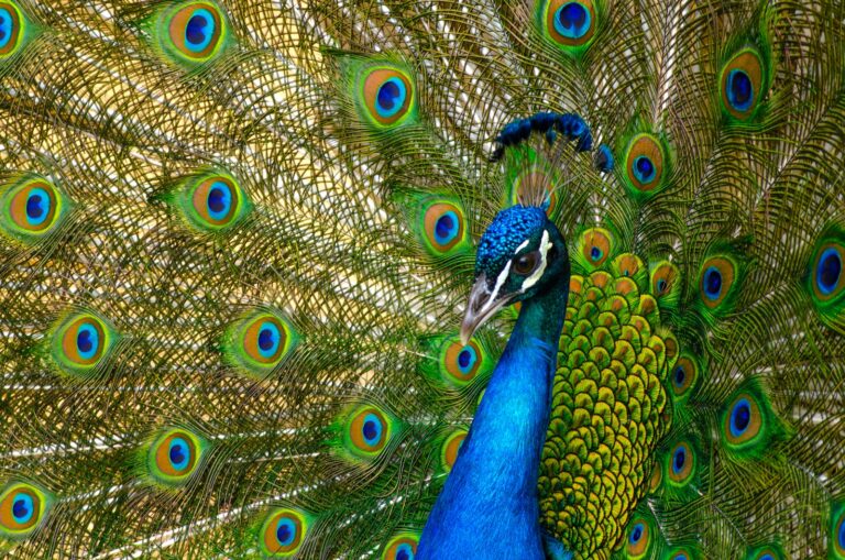 A male peacock displays its colorful tail feathers.