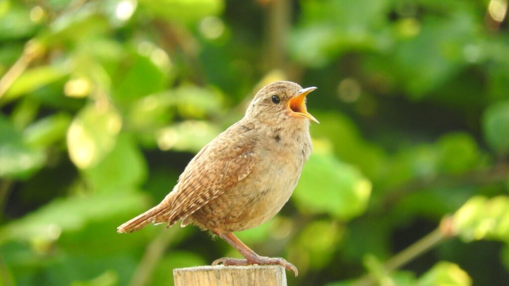 a small bird sitting on top of a wooden post singing