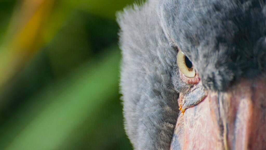 Close-up of a shoebill stork's intense eye, reflecting its focus during a hunt