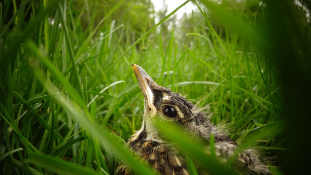 Baby American Robin nearly hidden among grass
