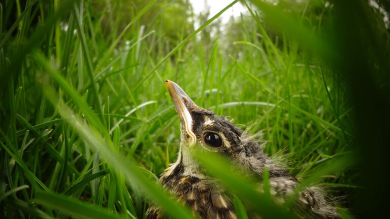 Baby American Robin nearly hidden among grass