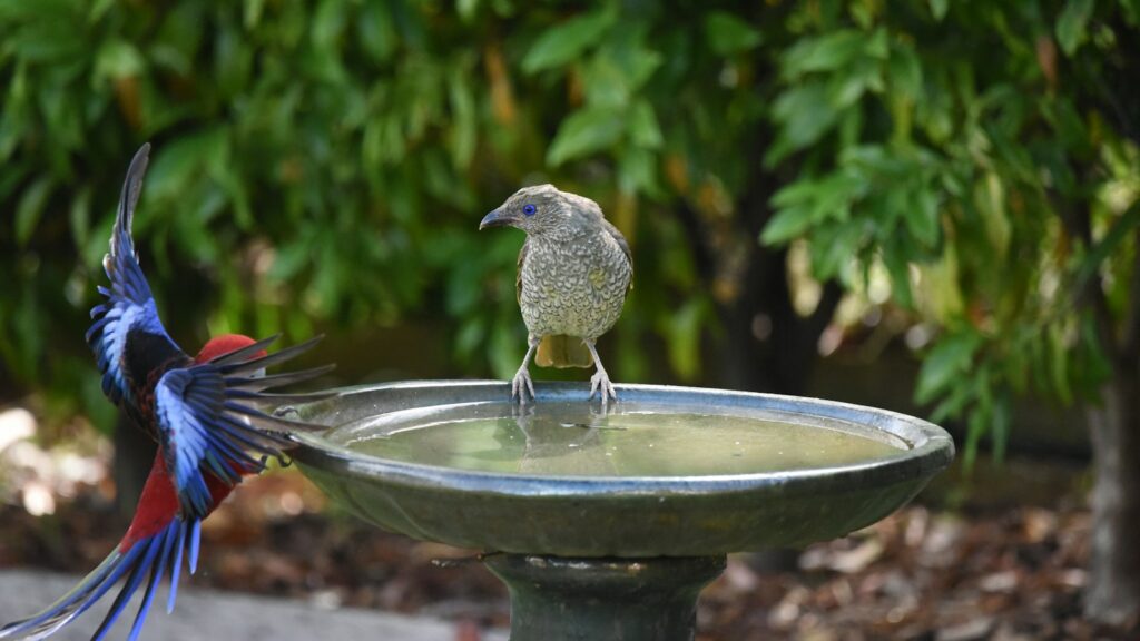 Two birds on a bird bath, one in mid-landing with wings extended