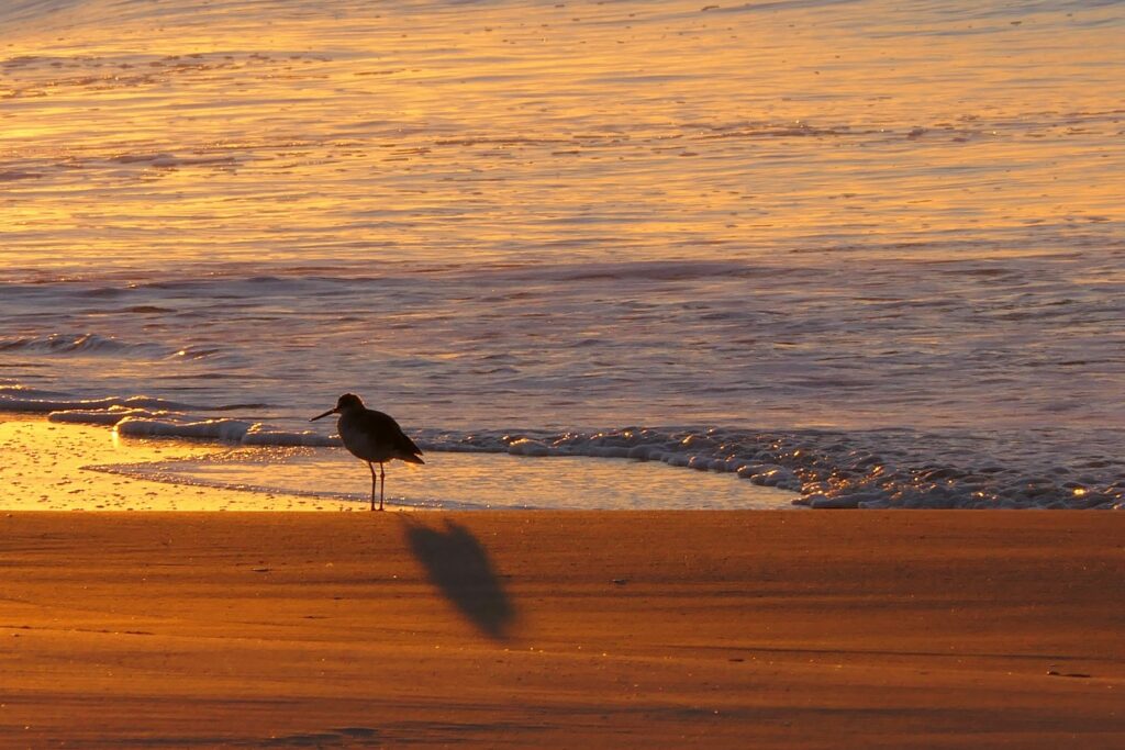 a bird standing on a beach next to the ocean