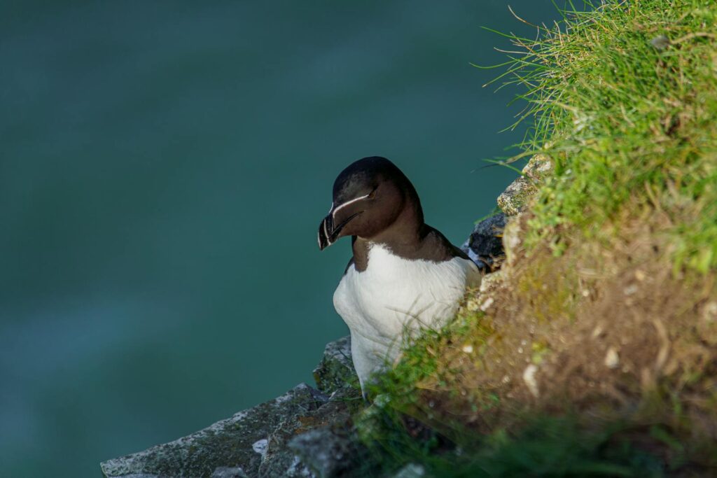 A Razorbill with black and white plumage, perched on a rocky cliff.