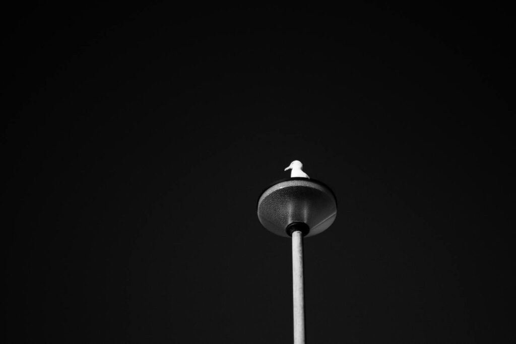 A solitary seagull perched on a streetlight with a dramatic dark sky background.