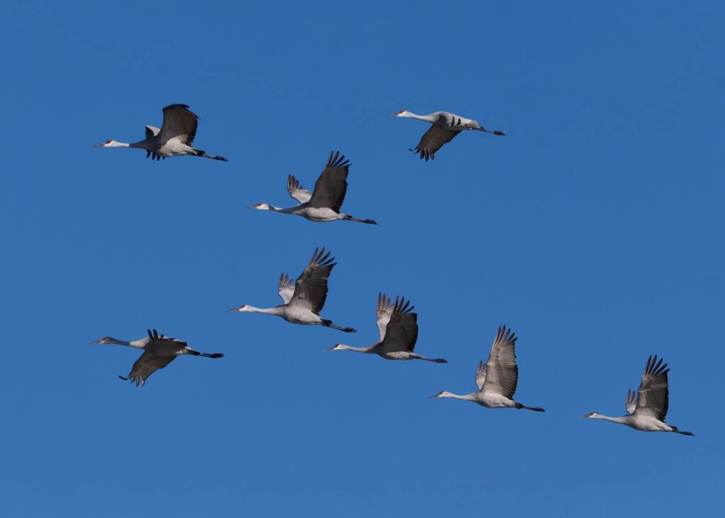A group of Sandhill Cranes flying against a clear blue sky.