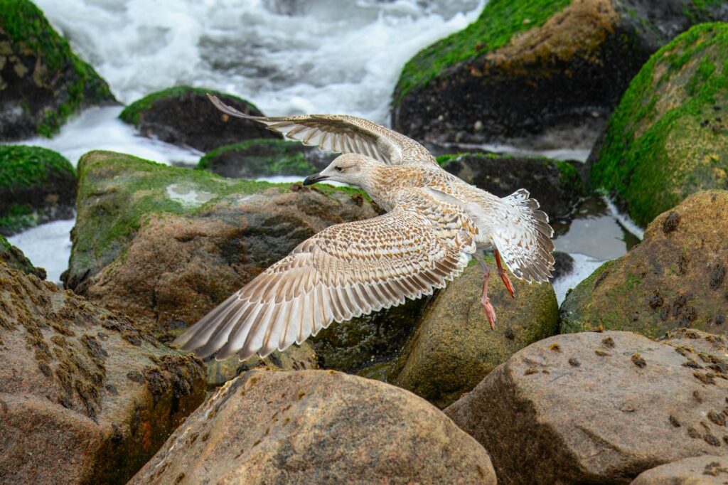 A seagull gracefully flying over moss-covered rocks by the seaside, captured mid-flight.