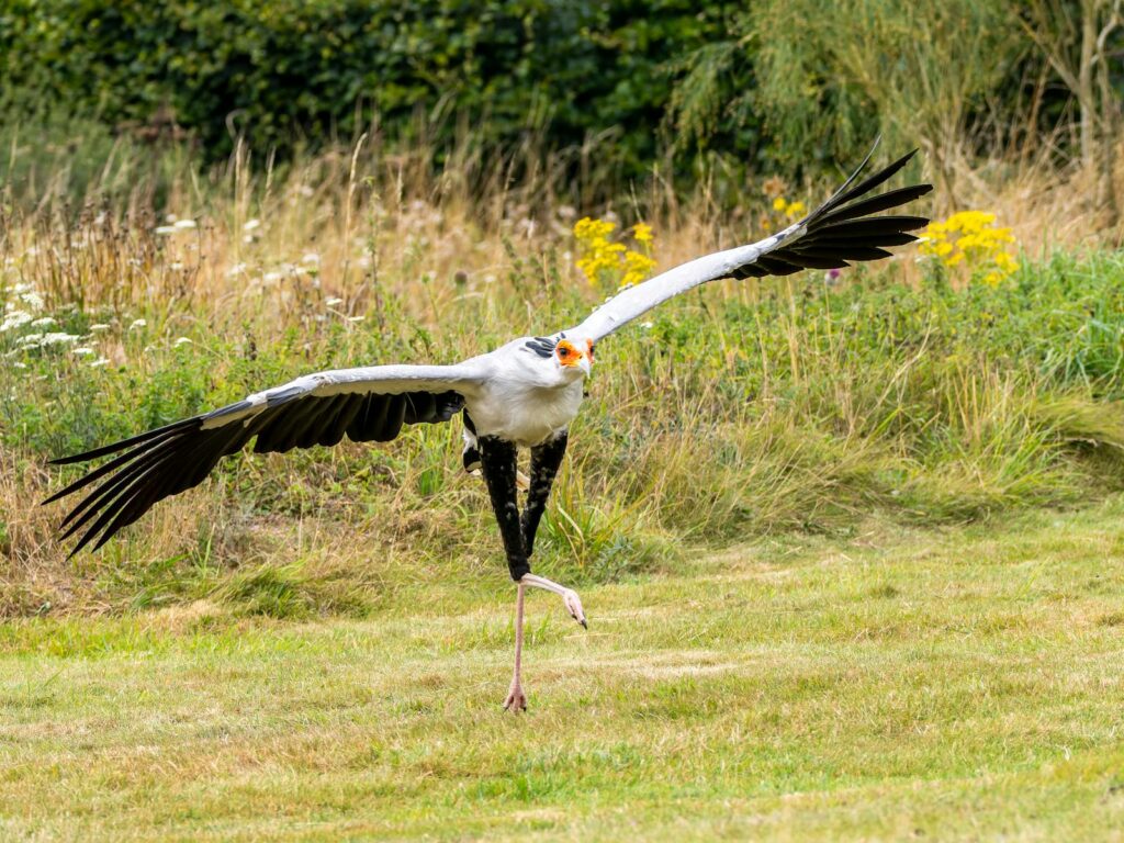 A Secretary Bird with outstretched wings is captured mid-flight over a grassy field.