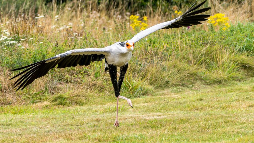 a secretary bird lifting its foot