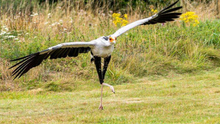 a secretary bird lifting its foot