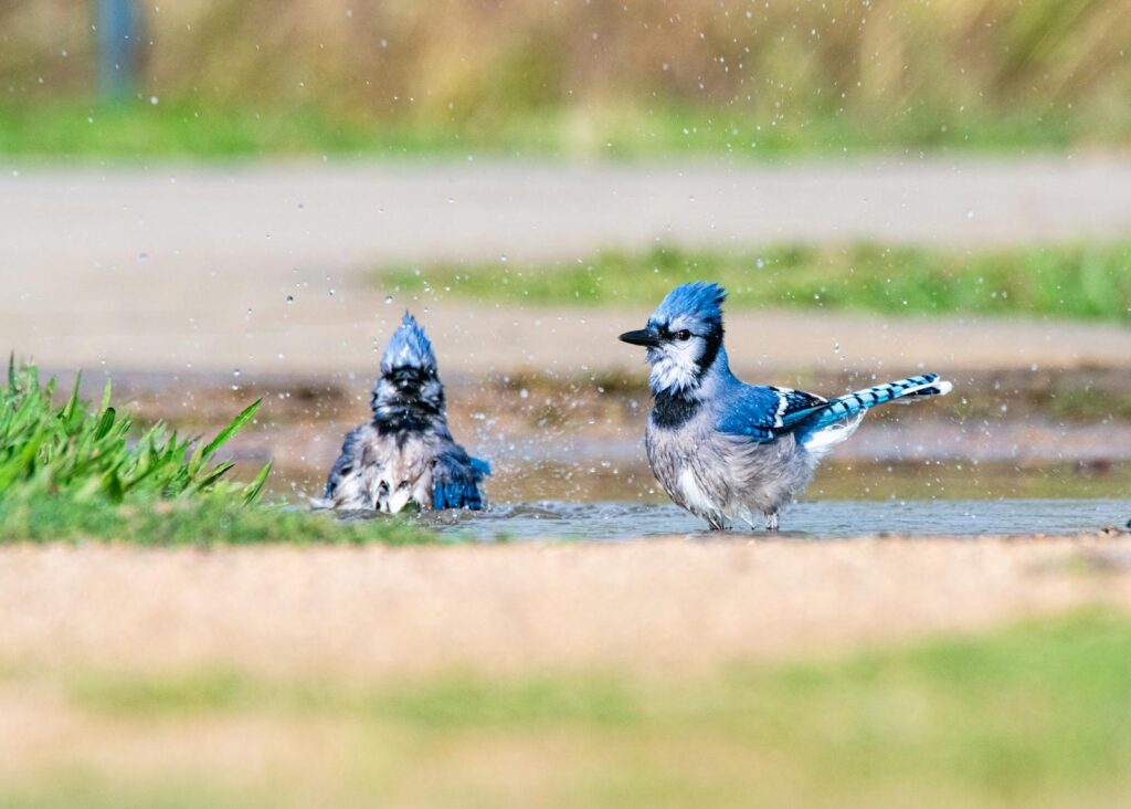 Two vibrant blue jays enjoy a refreshing bath in a shallow puddle outdoors.