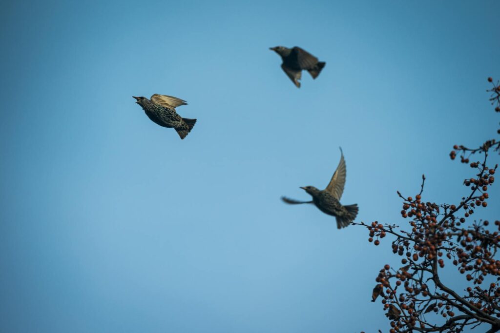 Three birds soaring in the sky above autumn berries. Capturing nature's freedom and beauty.