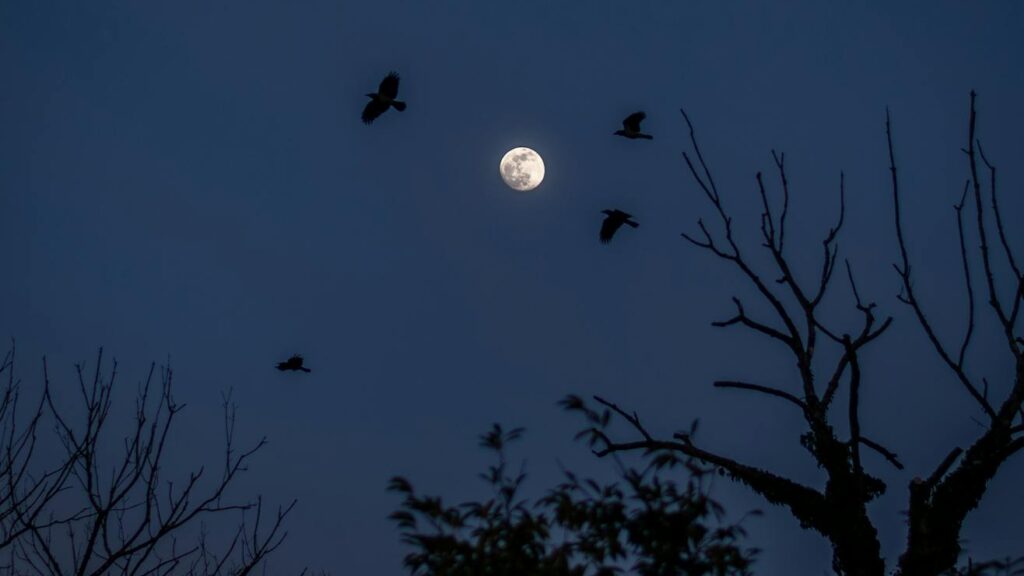 Flying birds over silhouetted tree branches under a moonlit night sky